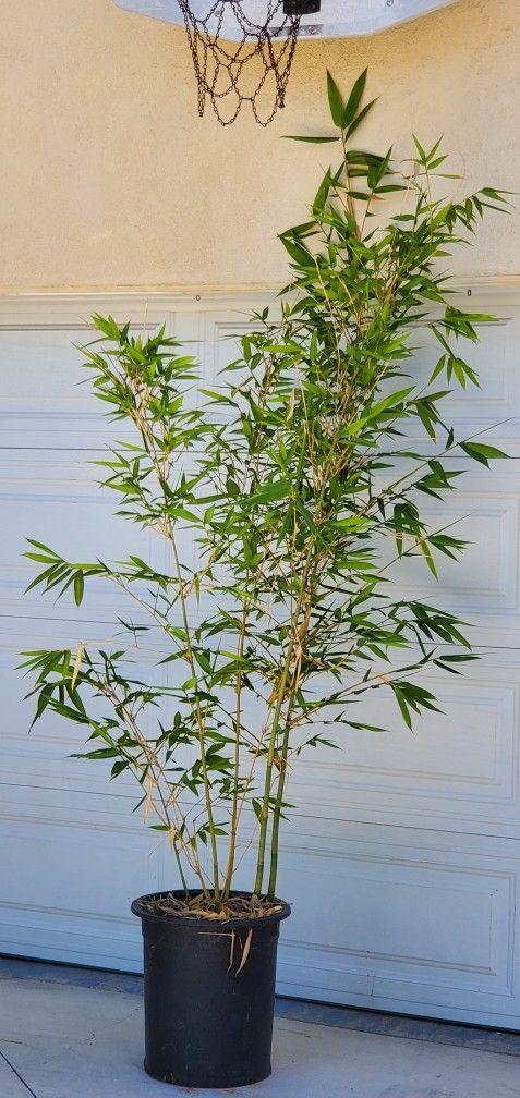 Bamboo Plant (Clumping Variety)