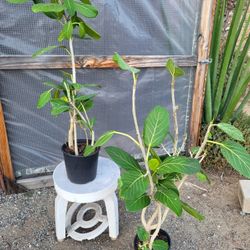 Ficus Audrey Plant 10" Pot $20 Each