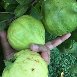 Guavas For Sale!