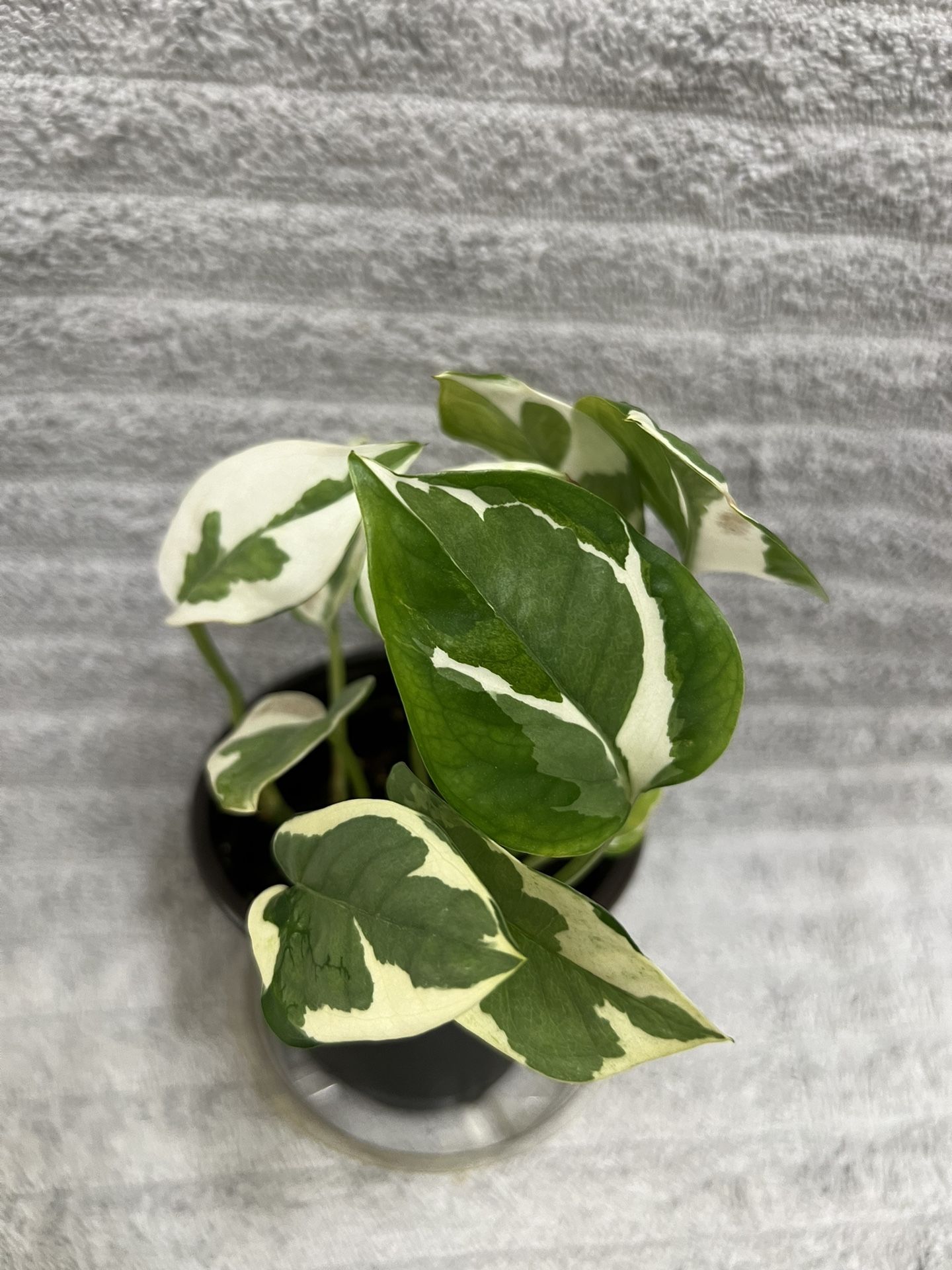 Indoor Live Plant
