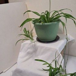 Healthy Spider Plant In 9" Pot