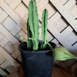 Stapelia Gigantea 