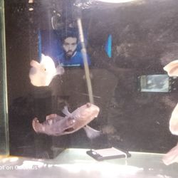 Aquarium For Sale
