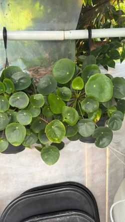Plant