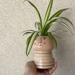Beautiful Variegated Spider Plant With Cute Pot