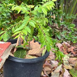 Organic Curry Leave Plant