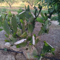 Tengo Nopales  De Venta 