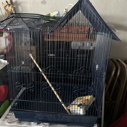 Medium Bird Cages