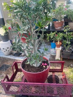 Desert rose plant pink beauty talk!!