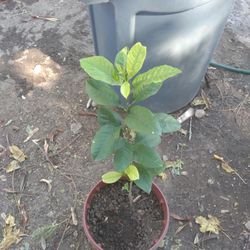 Limon