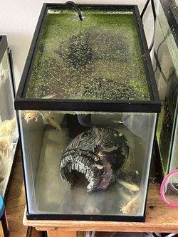 5 Gallon Fish tank In Good Shape Used For Breeding Axolotls No Leaks