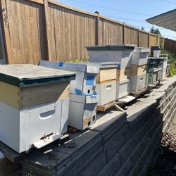 Bee Hive Box With Frames  And Bees 