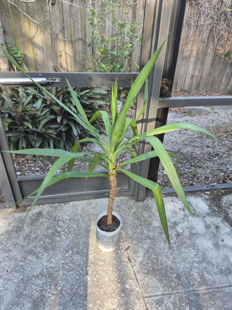 🪴Yucca Cane Plant approximately 3' tall