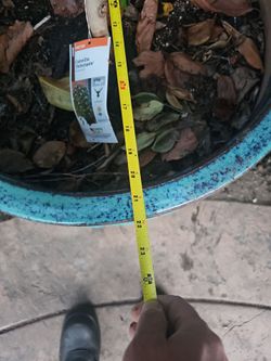 Pot