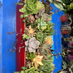 Very Beautiful Succulent Arrangement ❤️