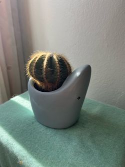 Cactus