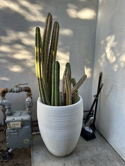 Large Pot Cactus Plant