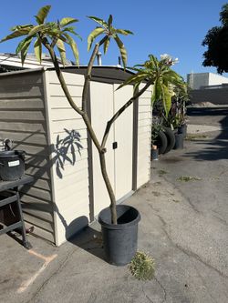 Plant