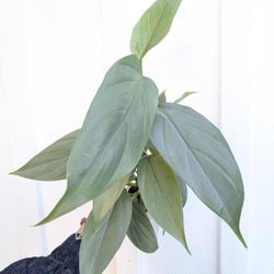 Philodendron Hastatum Silver Sword Plant 4" Pot - Indoor House Plants 