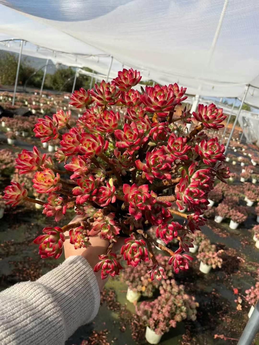 E. Mini Bell Variegated Succulent