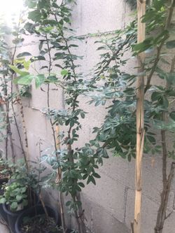 Guamuchil