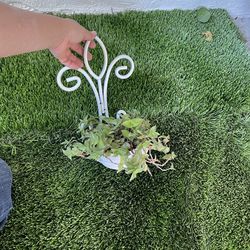 Tradescantia plant with metal stand For $5