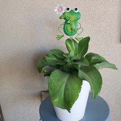 Huge Mother Of Thousands Plant