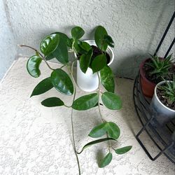 Hoya jade plant