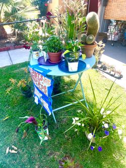 Plants and decor for sale