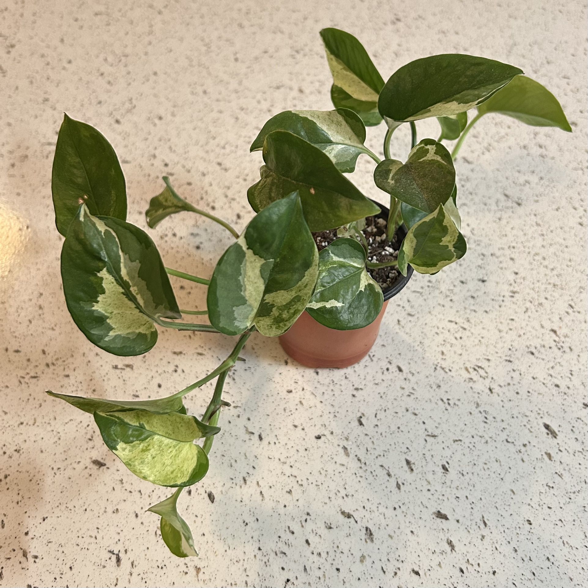 Small Manjula Pothos Variegated Live Plant