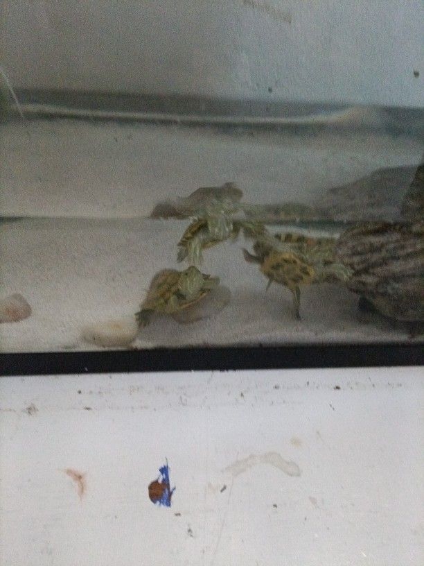 Turtle Tank Setup With Turtle