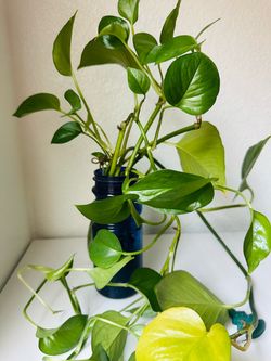 Pothos Cuttings well Rooting in Water