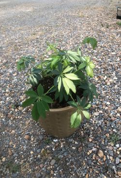 Schefflera Plant in new ceramic pot $35 