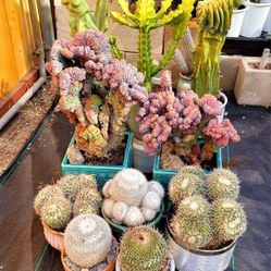 Rare. Colorful Succulents. And Cactus