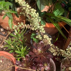 Sale Sale Succulents Check Photos Please 