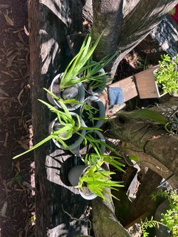 Plants