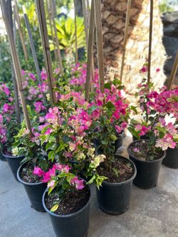Bougainvillea staked5 gallon pot 20$ each