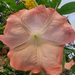 Plants Angel Trumpet  Starter Plants 