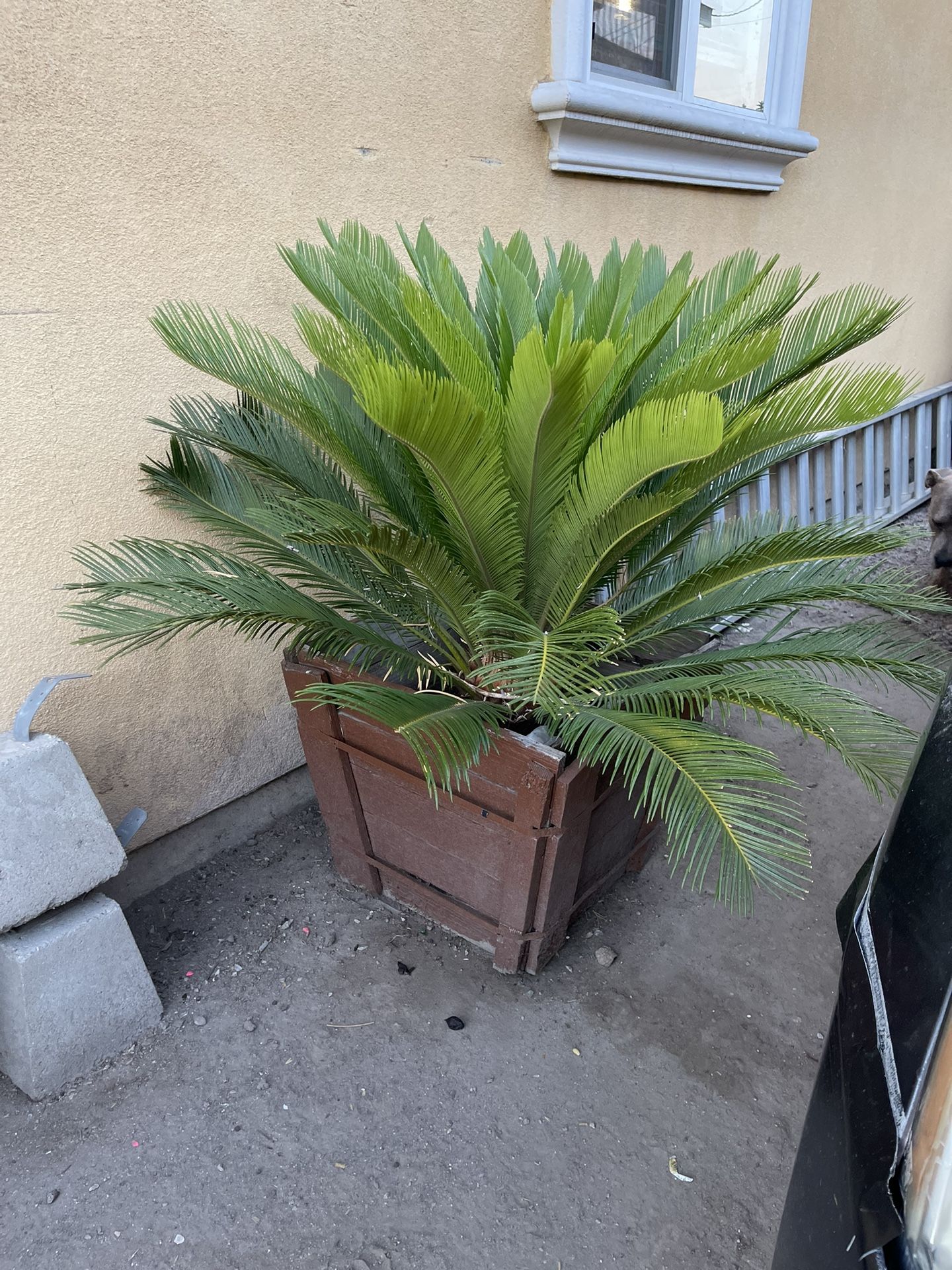 Palm Trees