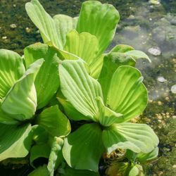 Free water Lettuce With Every Purchase 