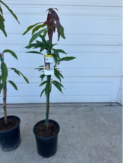 Mango Manila