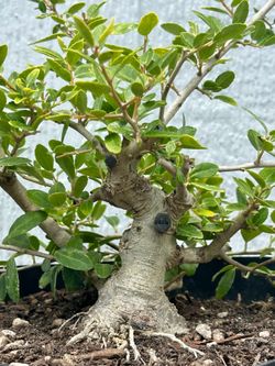 Yaupon Holly Bonsai Tree