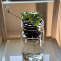 Monstera Adansonii “Monkey Mask Plant” in Recycled Hydroponic (Self-Watering) Planter