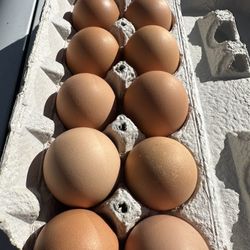  Eggs