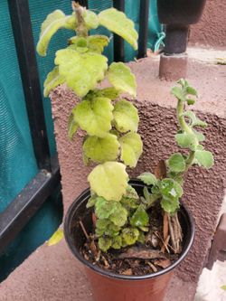 Vicks Mint Plant, Great Medicinal Plant , Also Filters Indoor Air.