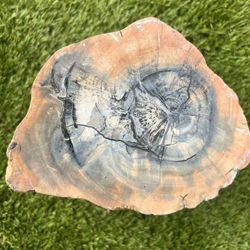 Petrified Polished Wood