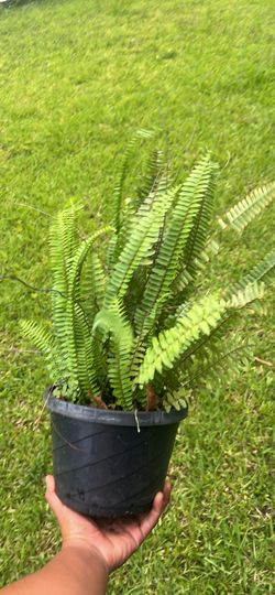 Hanging Fern Pot Available 8”