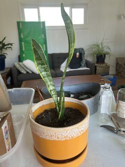 Snake Plant