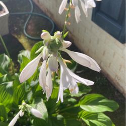 Hosta Plant W/White Flowers 