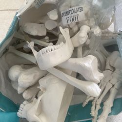 Disarticulated Human Skeleton Model For Anatomy 
